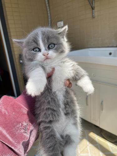 吸着吸着长大了…家养猫爸猫妈的头胎赛凯卷毛矮脚猫