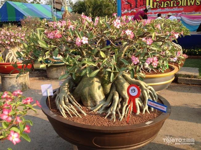 沙漠玫瑰的养殖方法和注意事项(最详细养殖攻略)