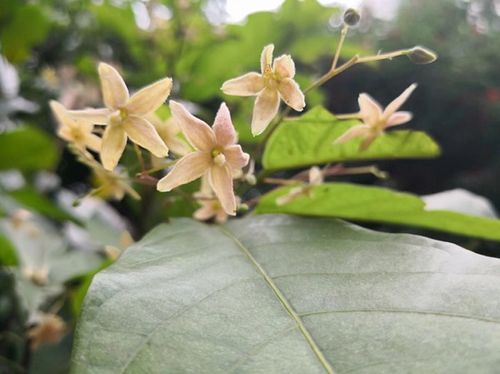 园里花开了～听说这个就是菠萝蜜的花.这边叫做木菠萝