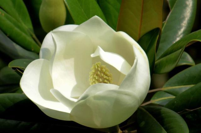 优昙花(山玉兰)的传说,优昙花佛教圣花