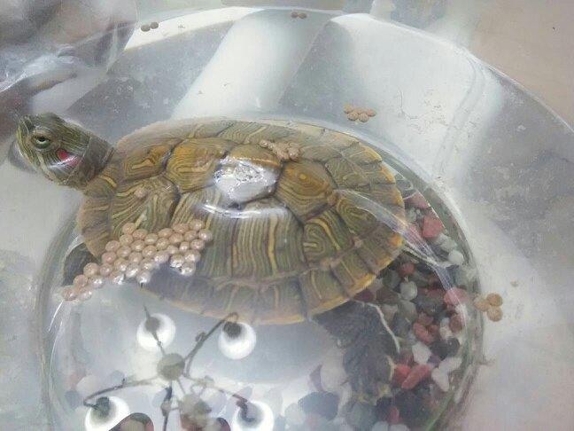 乌龟侧浮,是肺炎吗