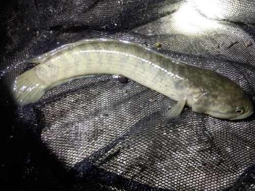 七星鱼学名叫月鳢,俗称七星鱼,花星鱼,山斑鱼,点秤鱼,中公鱼等(各地