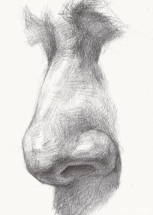 超强干货,从结构来学习素描鼻子的刻画细节