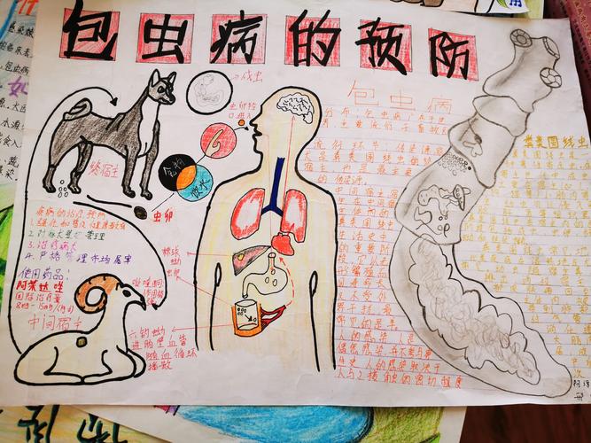预防"包虫病" 你我共参与——循化县举办中小学防治"包虫病"手抄报