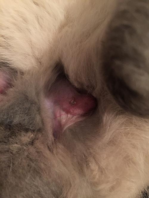 谁知道我家兔子蛋蛋上这长的是啥?