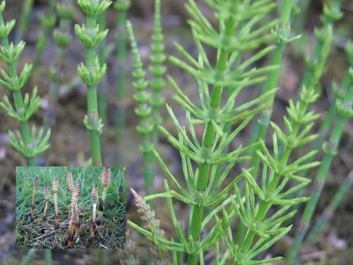 吸金草图片(野生吸金草图片)