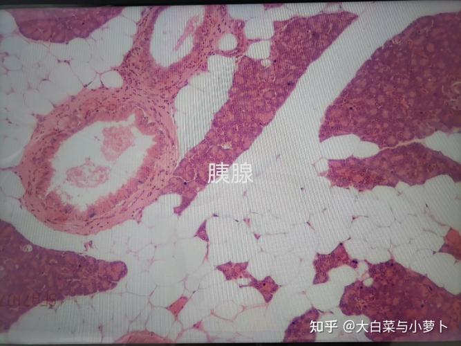 组胚实验玻片 - 知乎