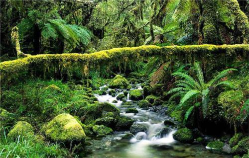 巴西亚马逊热带雨林手抄报手抄报版面设计图