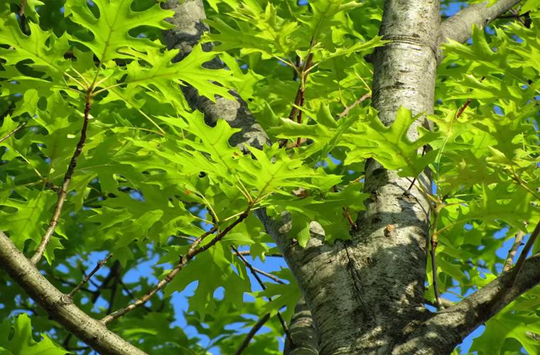 17种常见北美橡木更多知识信息就在仿真树厂家北京淡水河谷