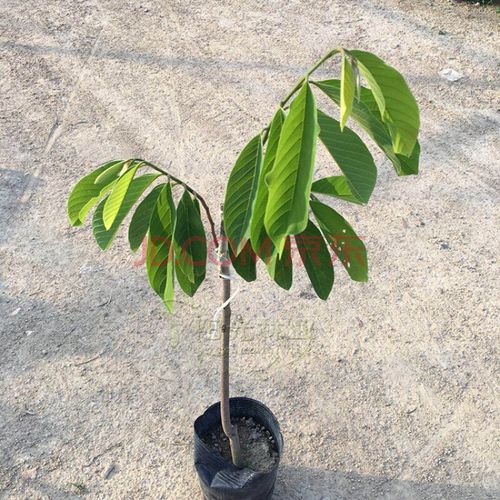凤梨释迦果苗番荔枝特大凤梨释迦果树苗蜜佛头佛陀果树苗 5年苗带原土