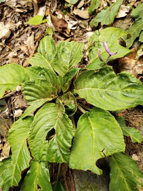 江西九岭山国家级自然保护区 长瓣马铃苣苔 (岩白菜)