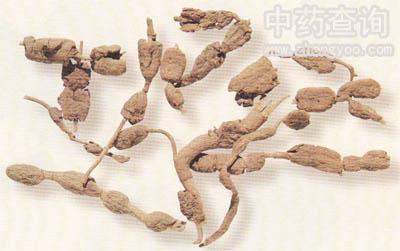 巴戟天图片 - 中药图谱