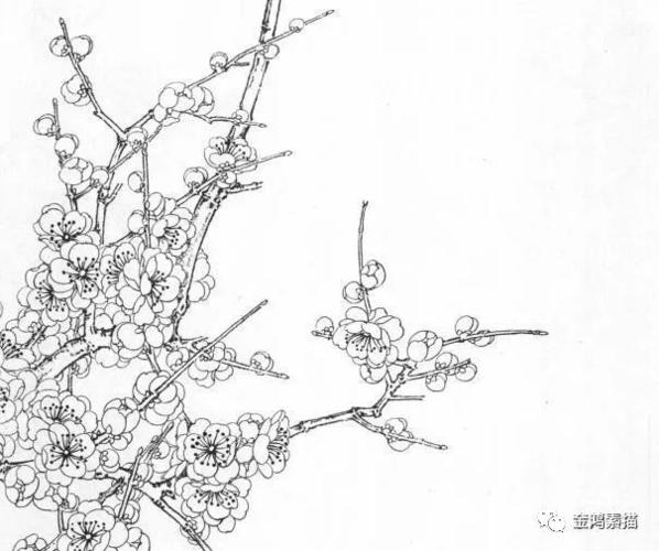 工笔白描梅花 | 白描_素描学习交流_零二七艺考