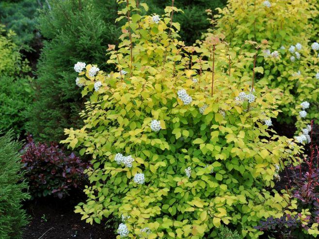[1加仑]"金色喷泉"菱叶绣线菊 spiraea "gold fountain"
