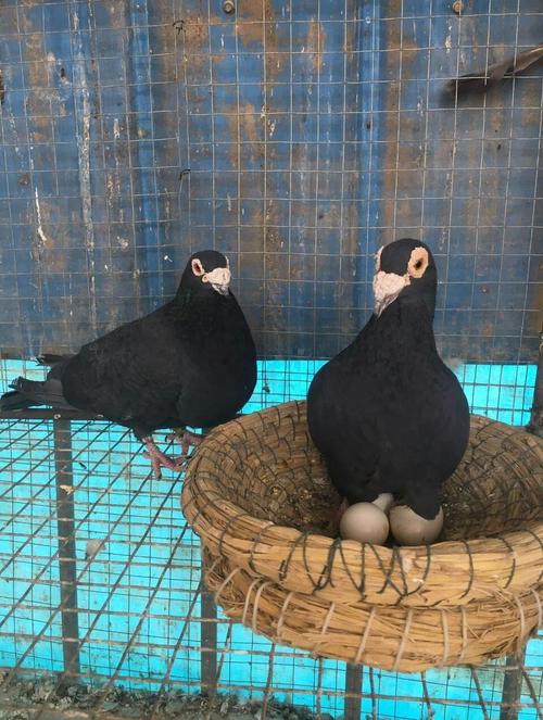 散养鸽子活体大鼻子观赏鸽种鸽信鸽幼鸽低价马头鸽子一对活物新品