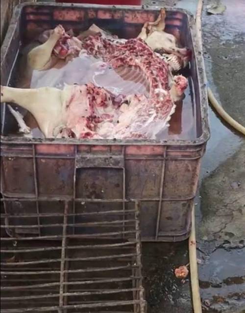 偷狗贩狗成为黑色产业链,从毒杀到餐桌,毒狗肉离我们有多远?