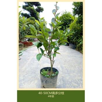 含笑花盆栽含笑苗四季开花带叶带花四季常青花卉 芳香扑鼻 香味植物 4
