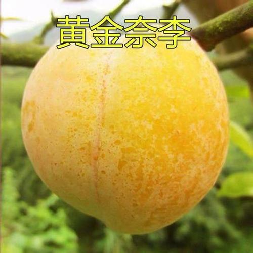 黄金奈李苗 黄金奈李子果树苗嫁接李子苗当年结果地栽盆栽种植包邮
