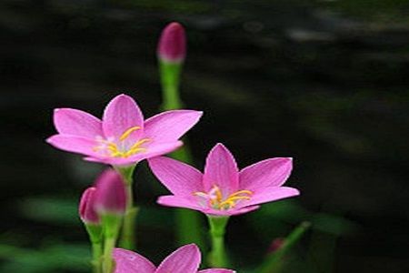 风雨兰什么时候开花