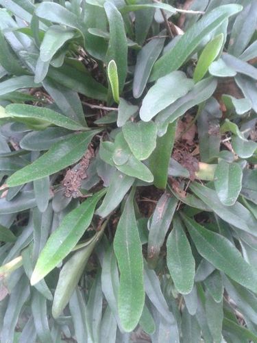 寄生植物,长在树上