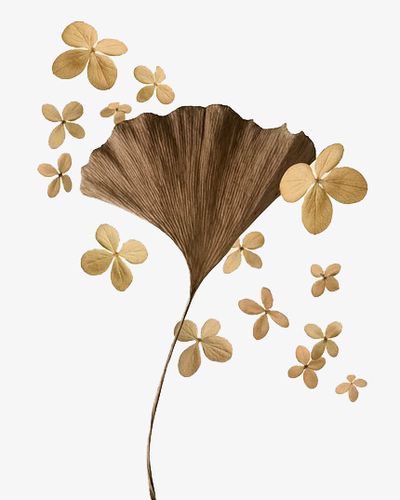 秋叶子树叶银杏叶枫叶手绘png免抠素材