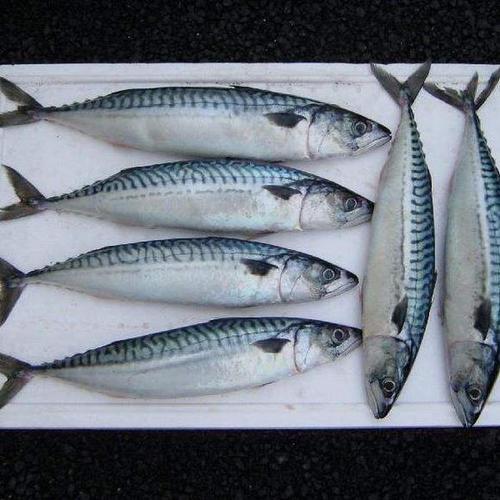 进口野生青花鱼
