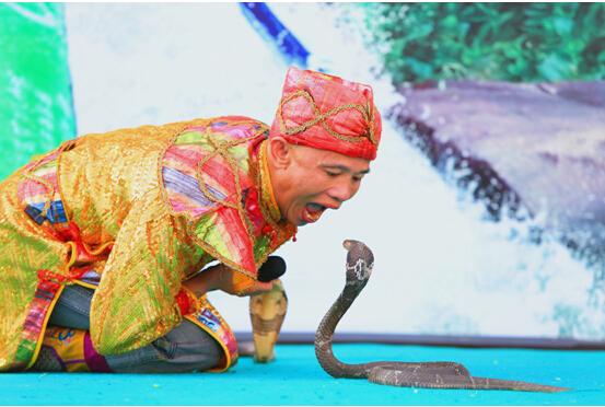 亚洲蛇王刘飞与眼镜蛇王的"死亡之吻"