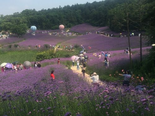 江宁谷里薰衣草庄园的别样风景.