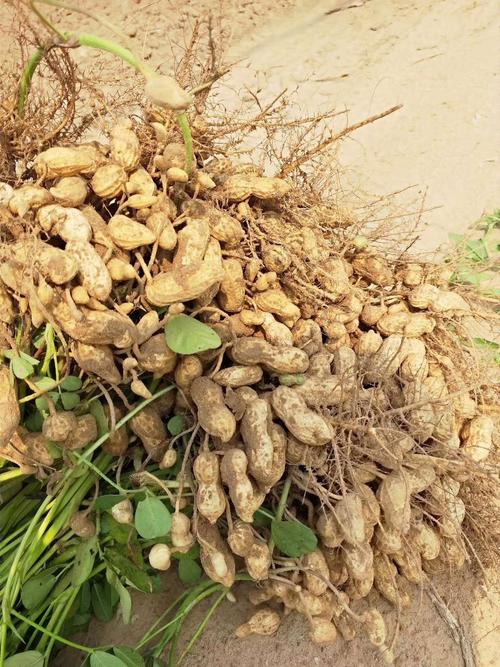 3,万青218,高油酸花生,国审. 4,新华1号,优质花生