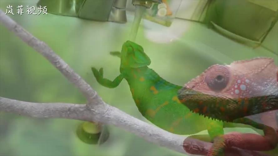 变色龙遇到水会变色吗?老外将它放到水龙头下,结果它玩起来了!