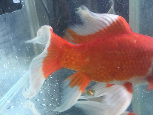 为什么鱼缸里面会长这样的东西,是虫子吗?