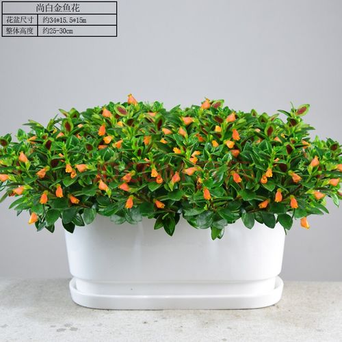 金鱼花吊兰绿植盆栽大棵花卉桌面室内阳台办公易活四季花草好养开花