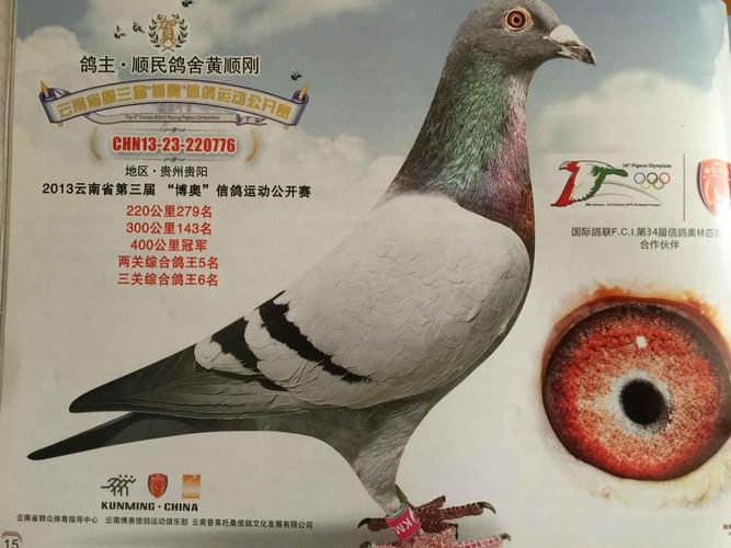 13年云南博奥公棚决赛冠军_云南徐汝安鸽舍_ag188.com