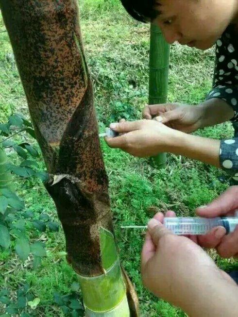 竹筒酒是怎么制作的呢?竹筒酒有何功效?