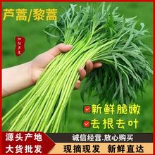新鲜芦蒿当季蔬菜去根去叶农家黎蒿篱蒿藜蒿嫩泥蒿蓠蒿漓篙离蒿苔