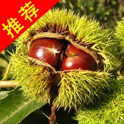 大红袍板栗苗 嫁接苗 0.5~1米