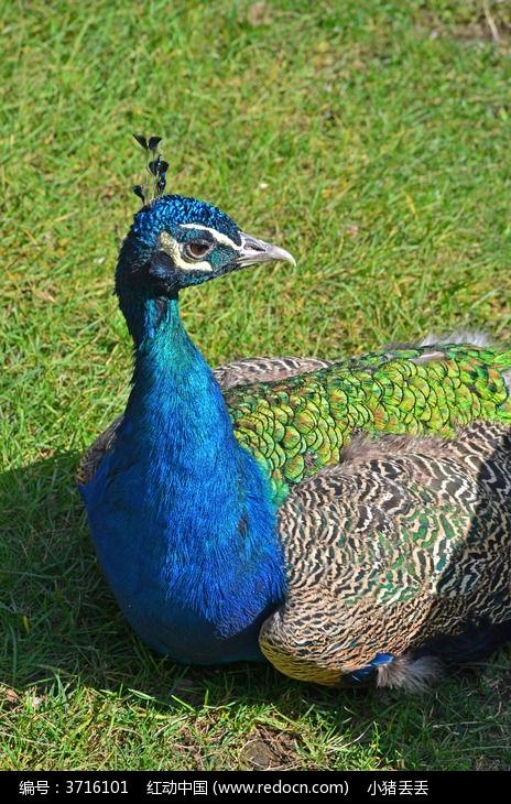 趴在草地上的孔雀