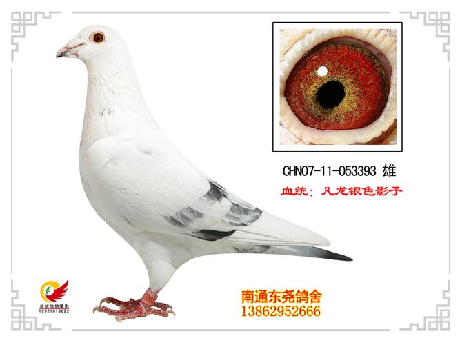 银色影子