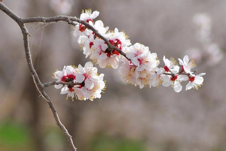 容易混淆成桃花的杏花,到底有何区别?