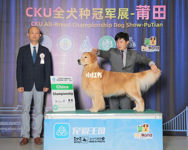 赛级金毛风姿_宠物_狗