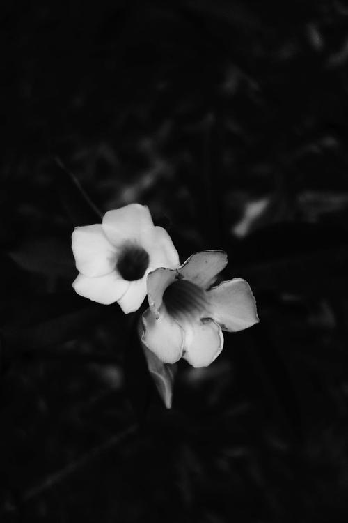 忘了是 a7还是rx100,黑白直出,放到自己手机里做了很长一段时间的屏保