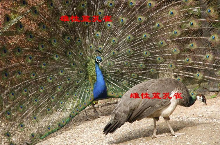 孔雀分几种,如何辨雌雄?我国也有孔雀,被称为"龙鸟"