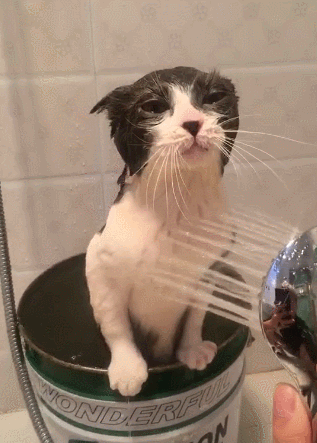 养猫常犯的9个错误难怪你家猫咪不喜欢你