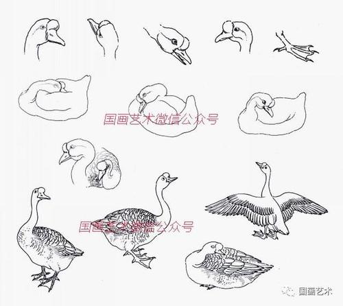一,鹅的身体结构