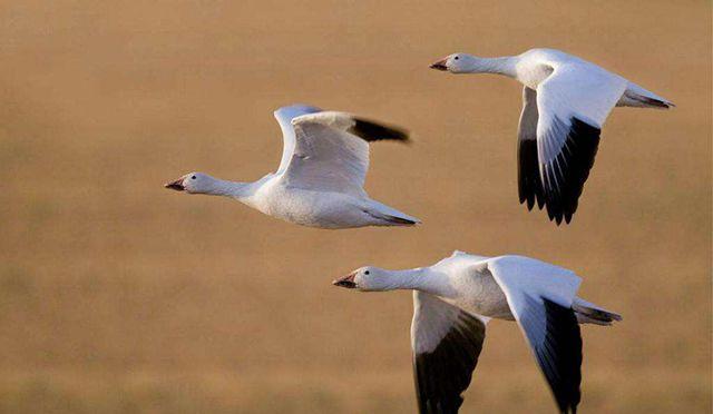 奇了怪了古代男方跟女方商议婚事时为啥都带着鸟大雁