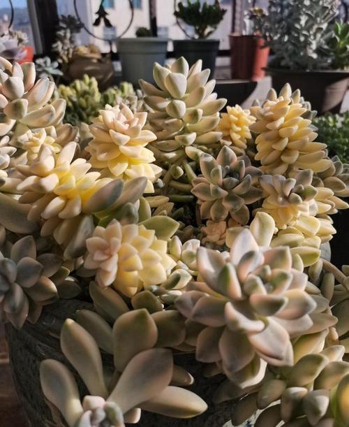 适合新手的"三多肉",勤日晒就"出锦",却因便宜沦为"街