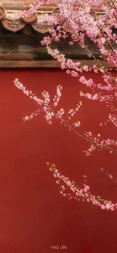 600_1298 竖版 竖屏