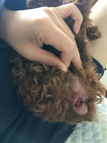 泰迪屁股挤完肛门腺 肿这么大了 求高手 看他好难受的