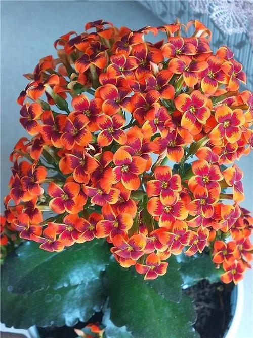 80个长寿花品种,全都美极了,只养1盆真的不够!