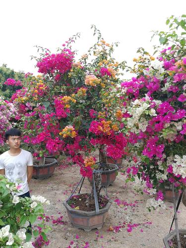 三角梅,九重葛,三角梅桩景造型